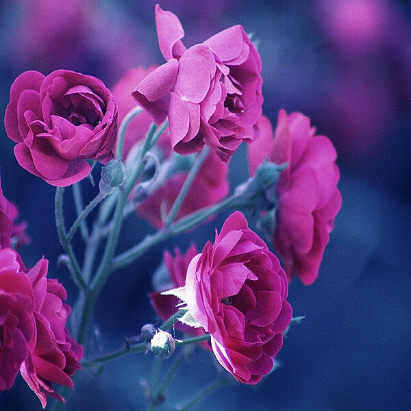 花 花卉 唯美