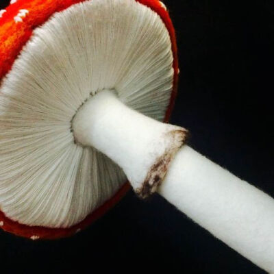 红伞毒蘑菇菌丝