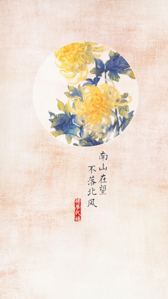 菊花 壁纸 古风 将琴代语出品 (花图素材非原创,侵删)