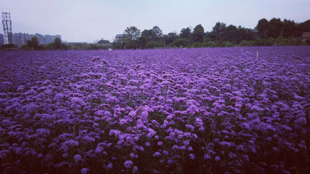 马鞭花