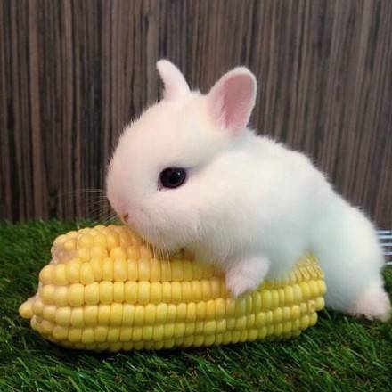 小兔子与玉米的故事