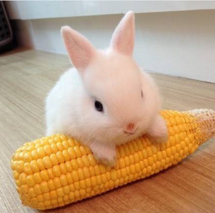 小兔子与玉米的故事