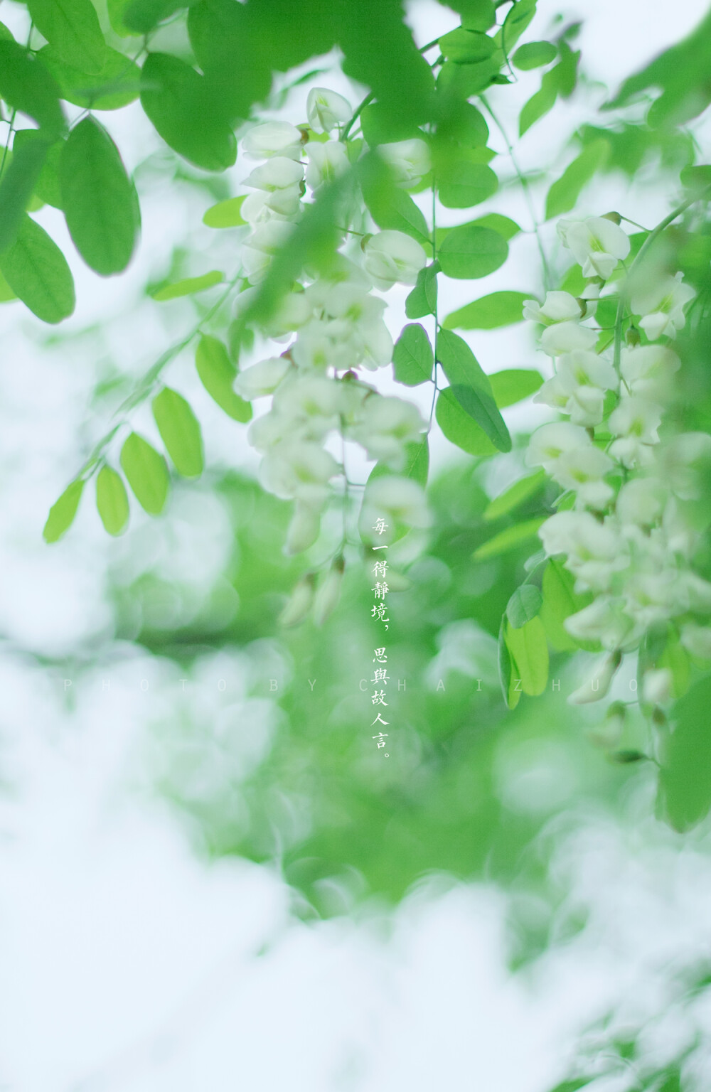 白绿色壁纸,壁纸图片大全 淡雅白槐 堆糖,美图壁纸兴趣社区