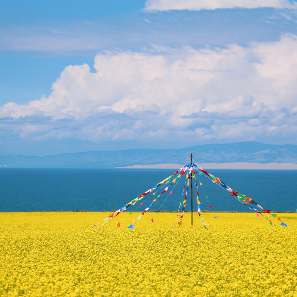 青海湖油菜花