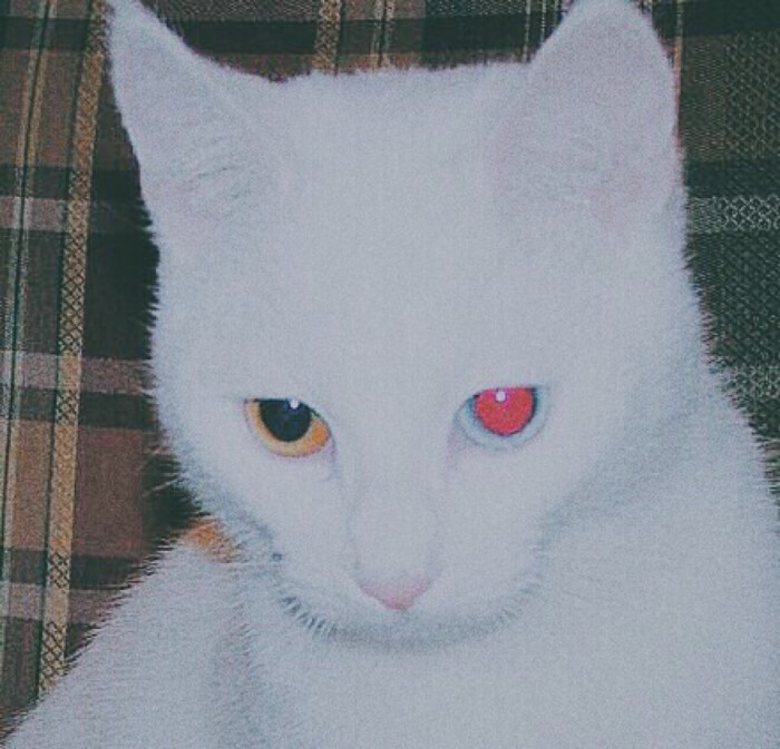 for us 女头 原宿 个性 猫头 女生头像 软妹头像 拿图标出处