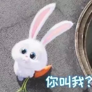 爱宠大机密