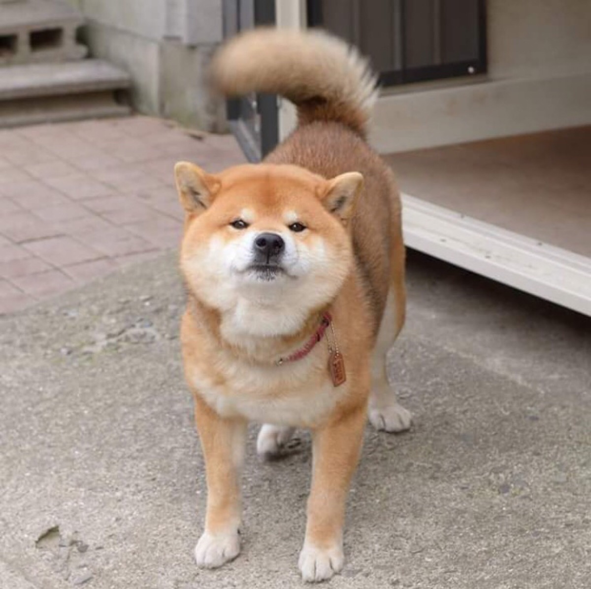 柴犬ins:ryuji513
