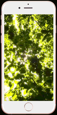植物 阳光 树 树荫 树叶 绿叶 闪烁 动态 锁屏 壁纸 livephoto