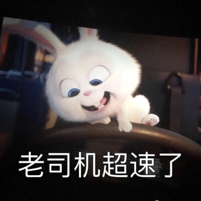 爱宠大机密 兔子小白