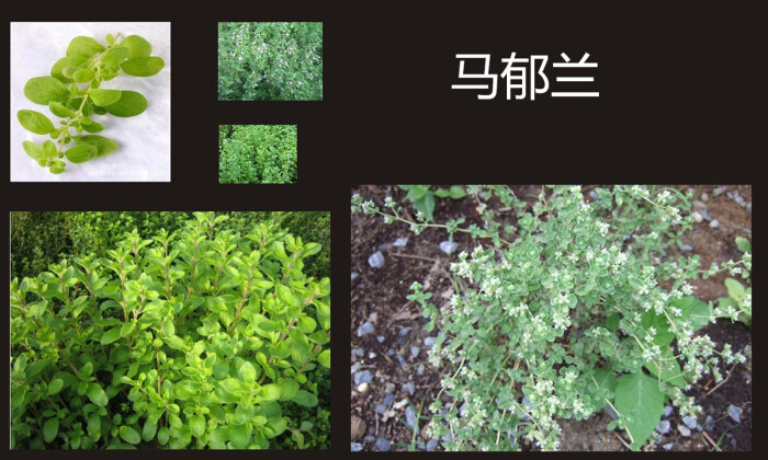 马郁兰(学名:origanum majorana l.