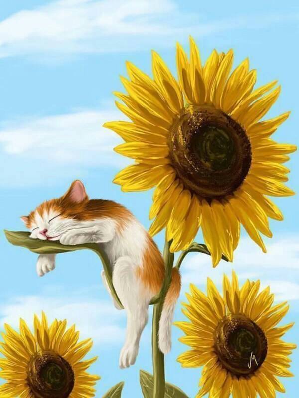 猫咪向日葵