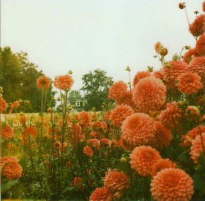 花草