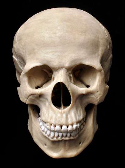 樱吖  发布到  人体线稿 图片评论 0条  收集   点赞  评论  人头骨骼