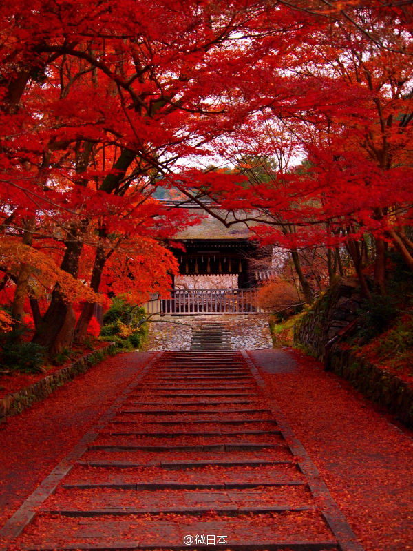 日本绝景 说到红叶 京都是最有历史的景 堆糖 美图壁纸兴趣社区