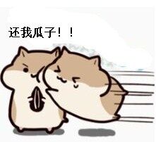 仓鼠掉瓜子表情包