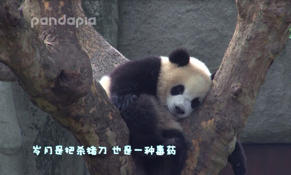 来自pandapia 奥莉奥 万人迷 奥八顿 战五渣 16:9宽屏脸 奥猪猪