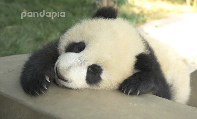 来自pandapia 趴趴熊猫 岁月静好