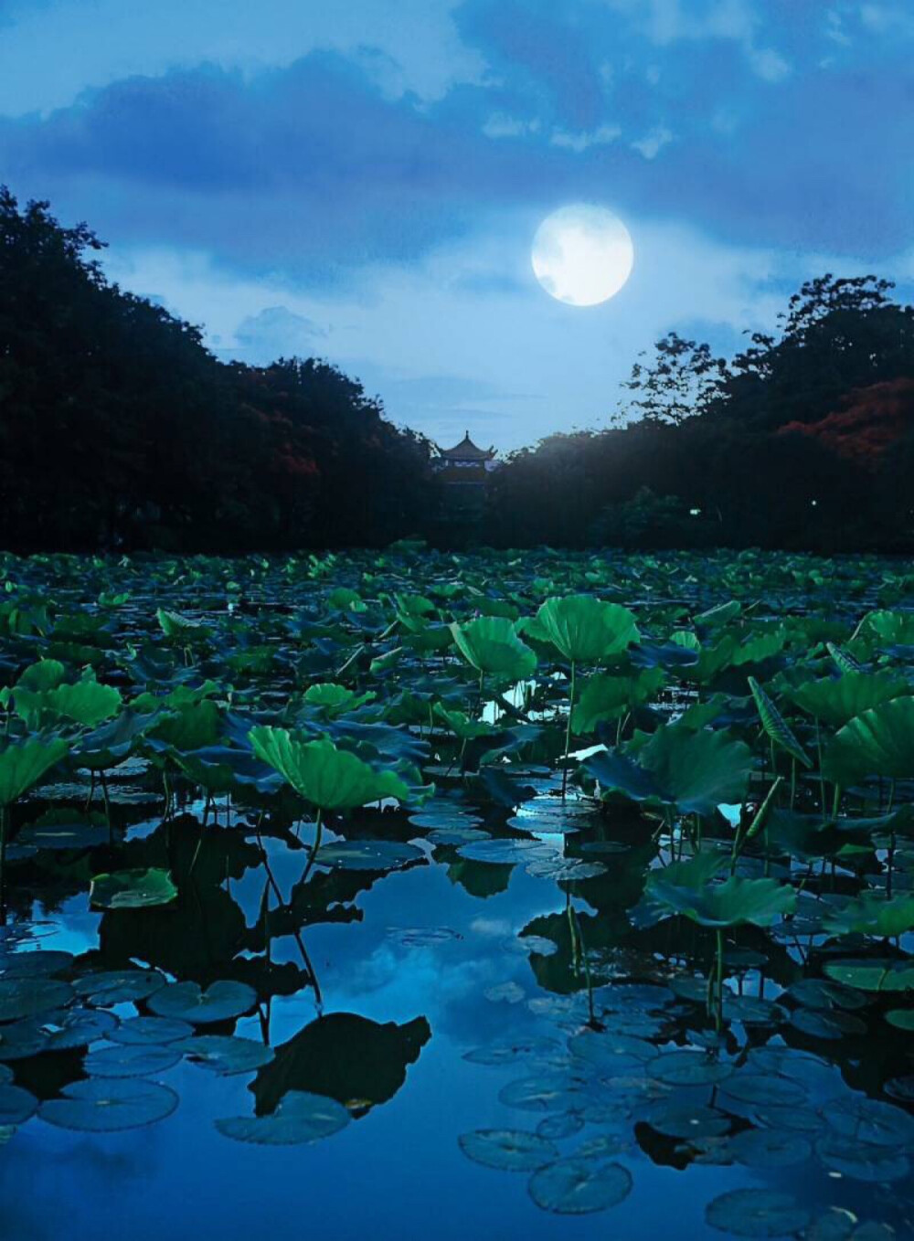 月朗星稀晴空夜,荷香风清雾霭池