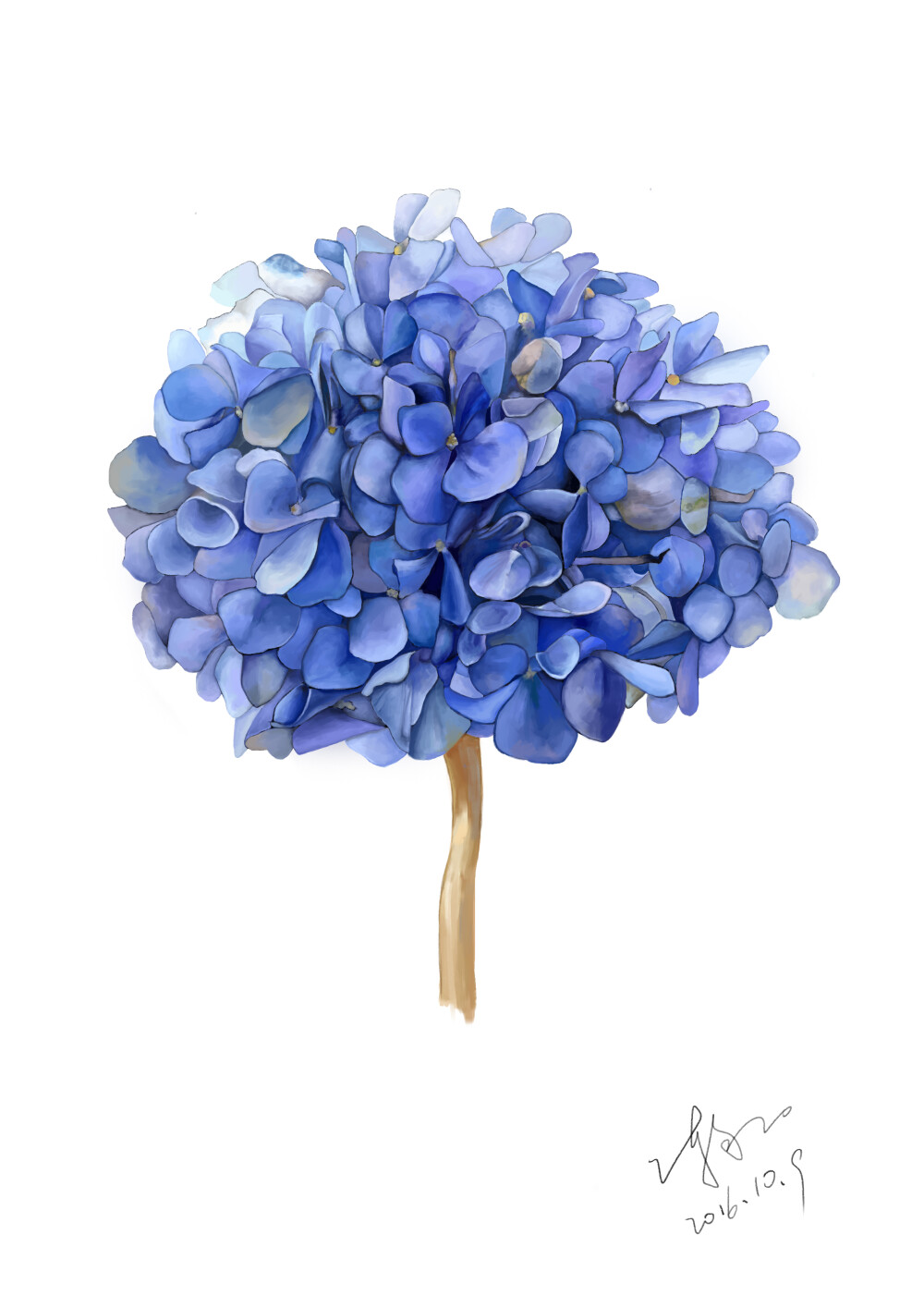 绣球花