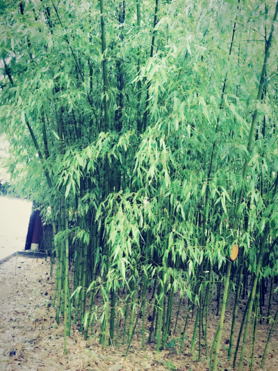 竹雨