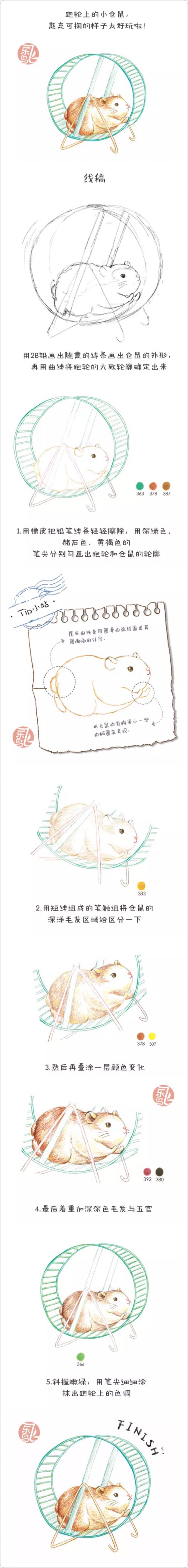 彩铅 仓鼠 插画 飞乐鸟