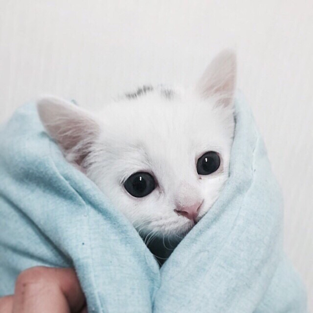 可爱 呆萌 搞怪 个性 猫咪 可爱 动物 大眼猫 萌娃 萌萌哒 甜美系动物