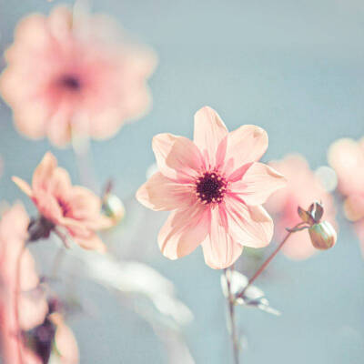小粉花头像 小清新花朵头像 甜美头像