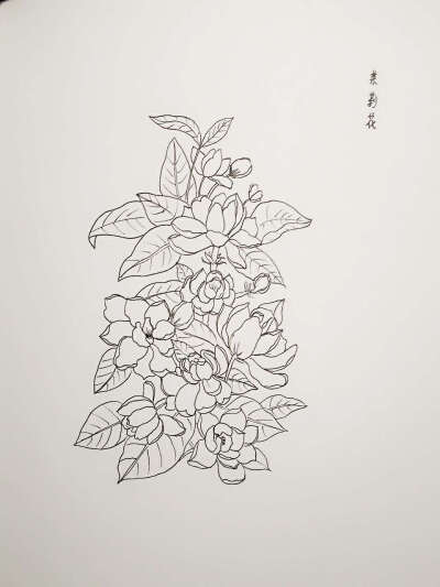 茉莉花手绘