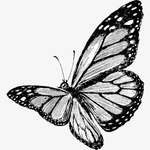 蝴蝶的设计素描