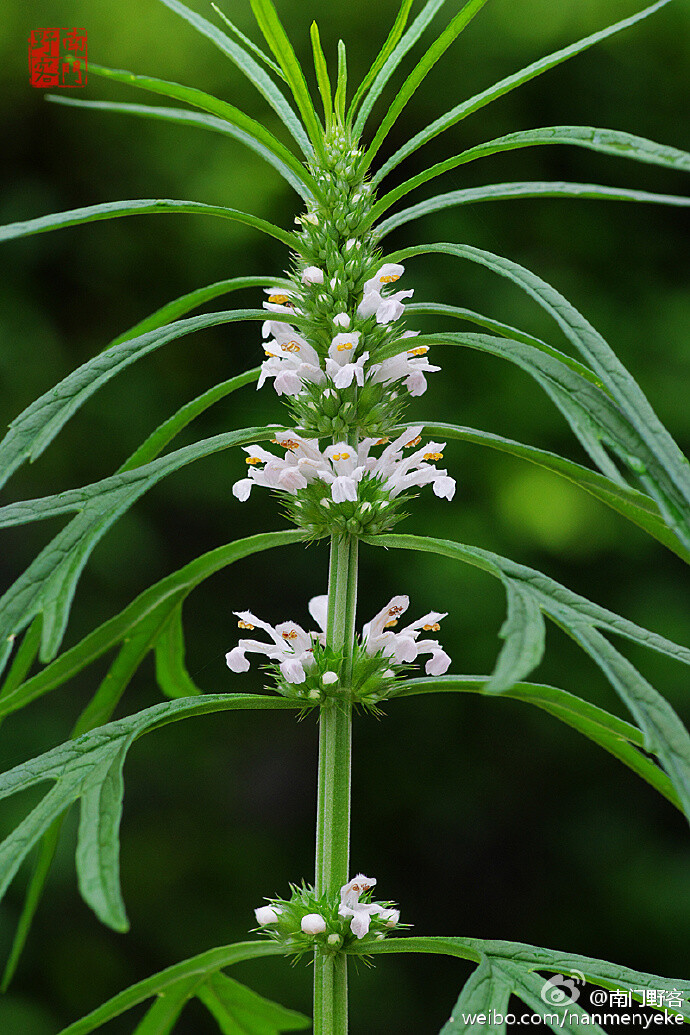 益母草(leonurus japonicus),唇形科益母草属~原来白花益母草被安排在