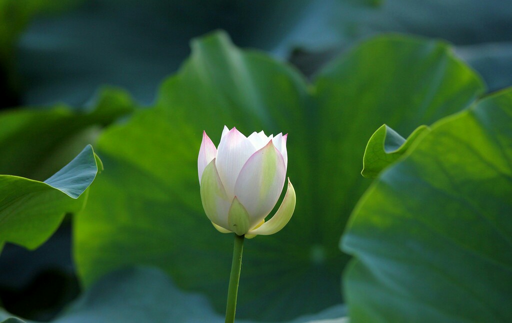 众人皆醉我独醒