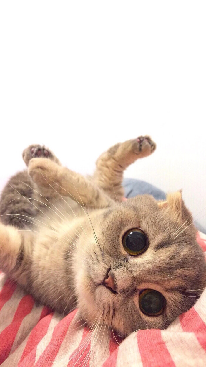 头像 萌宠 喵星人 汪星人 兔子 可爱 呆萌 搞怪 个性 猫咪 可爱 动物