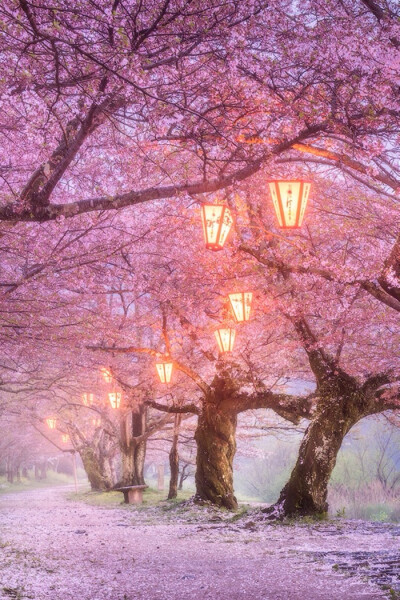 樱花树下