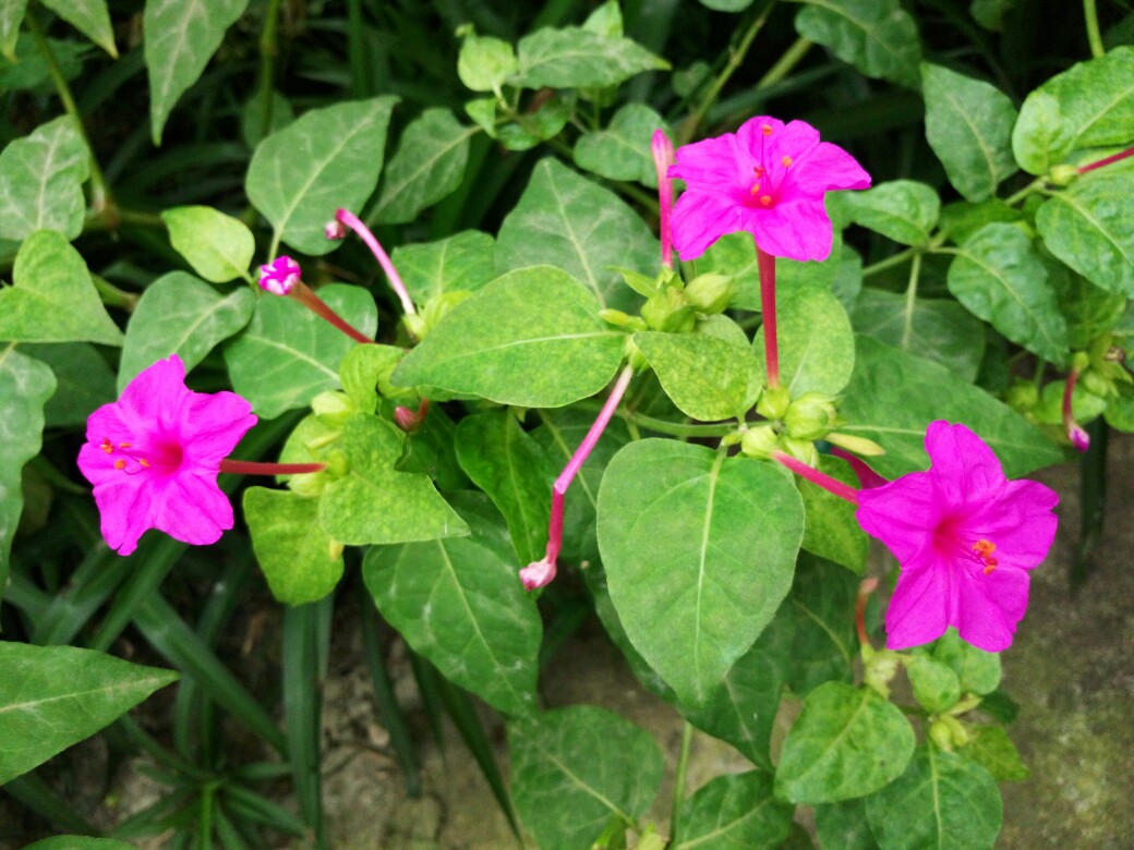 紫茉莉(胭脂花,粉豆花,夜饭花,状元花,丁香叶,苦丁香,野丁香)