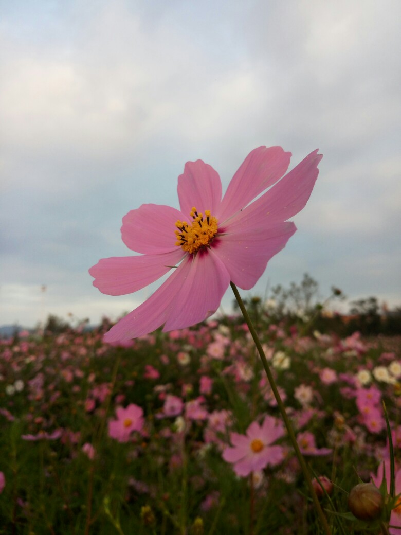 格桑花