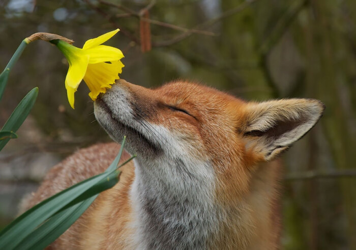 狐狸 红狐 耳廓狐 白狐 尾巴 狐尾 野生动物 狐狸壁纸 唯美 萌 Fox Red Fox Fennc White Fox Wildlife 堆糖 美图壁纸兴趣社区