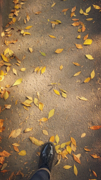 走在落满树叶的校园的路上