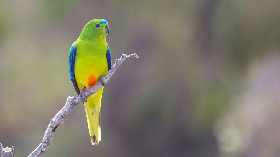 澳洲橙腹鹦鹉orange-bellied parrot(neophema chrysogaster)今年只