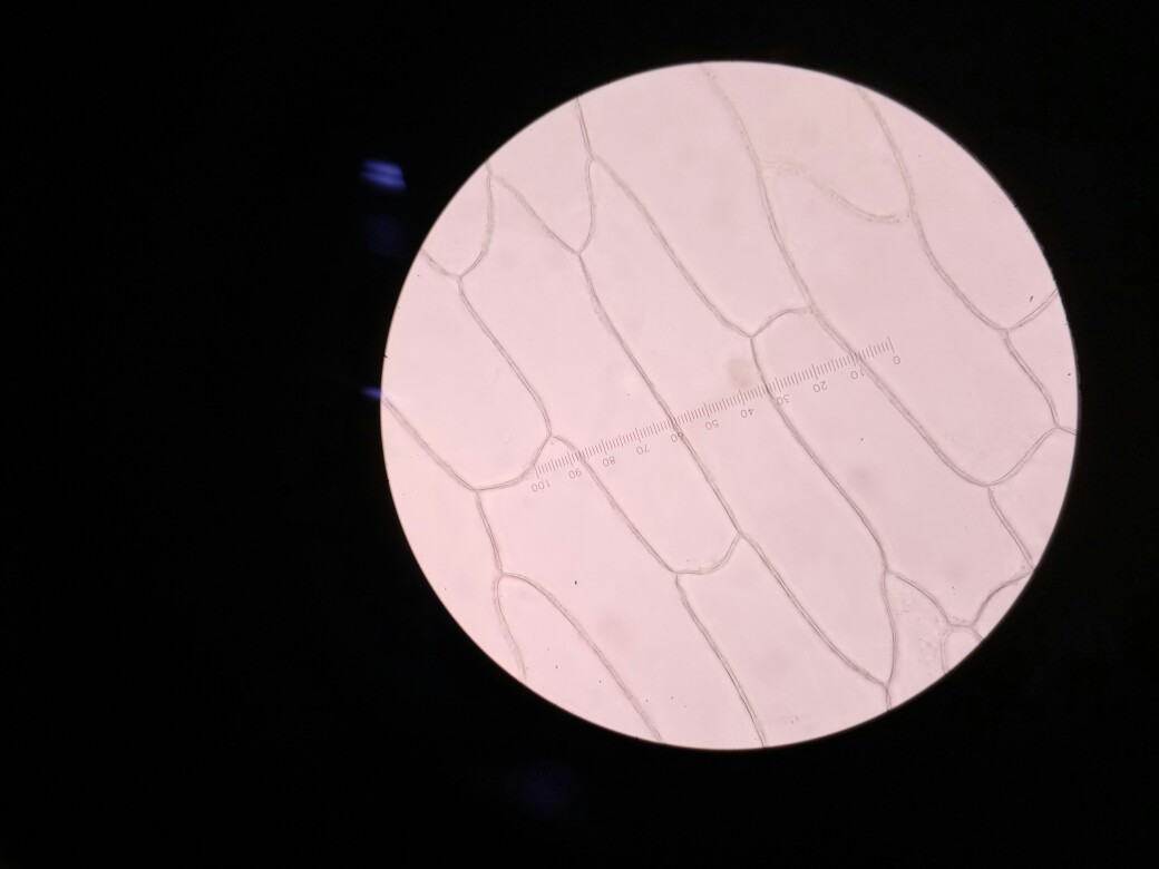 洋葱根尖有丝分裂细胞的显微镜观察。照片摄影图片_ID:311153230-Veer图库