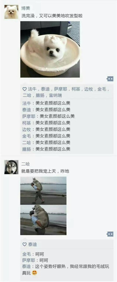 如果汪星人也有朋友圈…………对此我只想说:贵圈真乱!