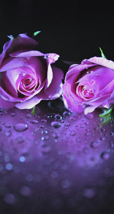玫瑰象征喜悦与爱情.紫玫瑰象征着深深的爱情.
