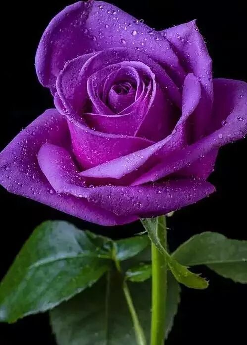 紫玫瑰 