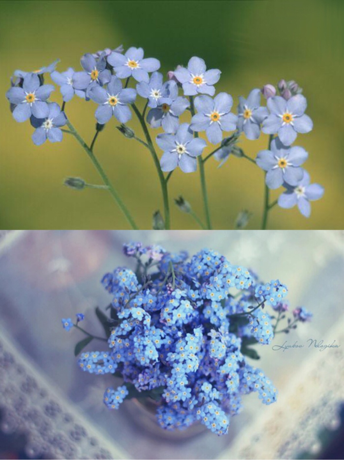 【勿忘我】(花期 4-5月)