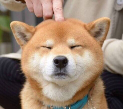 柴犬.宠物.