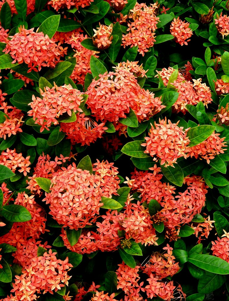 龙船花(ixora chinensis lam.