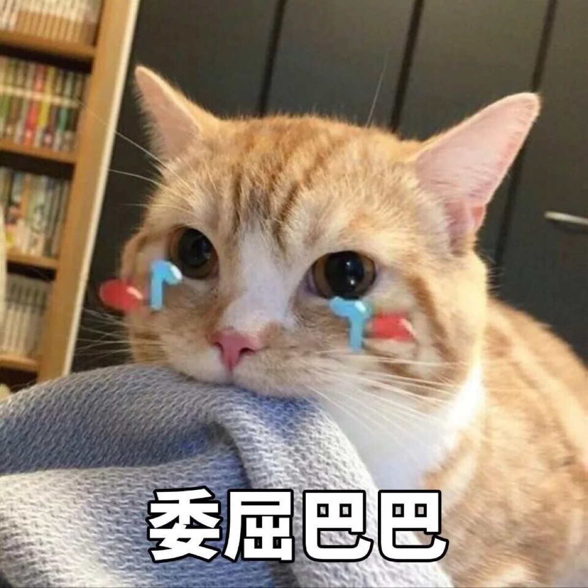 [猫咪表情][可爱表情][软妹表情]喵星人 汪星人 表情包 可爱 萌
