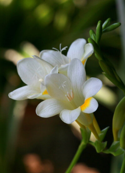 小苍兰,拉丁学名(freesia hybrida klatt)为鸢尾科香雪兰属,多年生