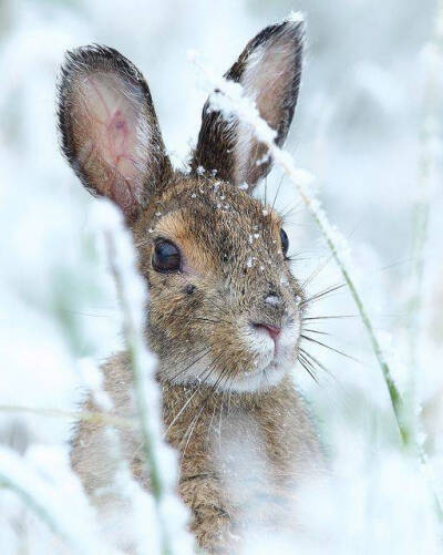 雪 兔子