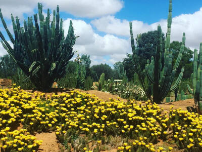 仙人掌 仙人球 cactus 植物 插画 壁纸 摄影 instagram