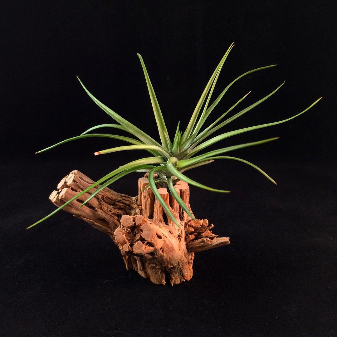 空气凤梨 | 空凤 | 懒人植物 | air plant | tillandsia